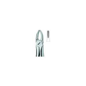 Incisors And Cuspids 2 Art# MI-3002