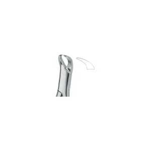 Molars , Slender Jaw Art# MI-3116