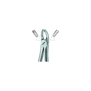 Molars,Right 17 Art# MI-3006